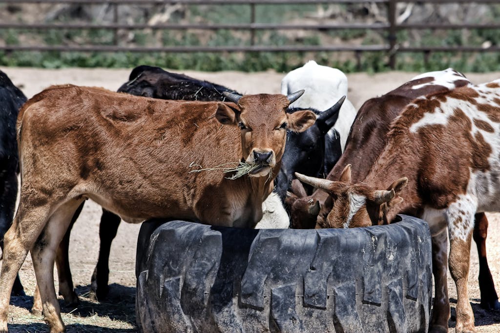 Cattle Market Update: new price benchmark set for feeder steers and heifers