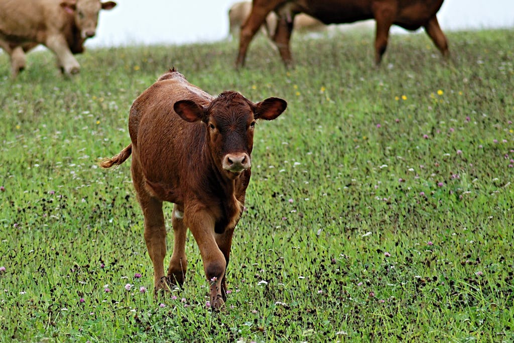 Feeder cattle prices bounce back after brief decline