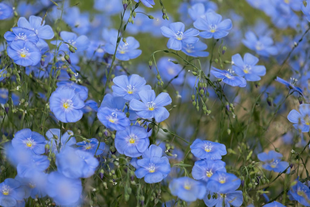 Flax is the bright spot in new crop price projections