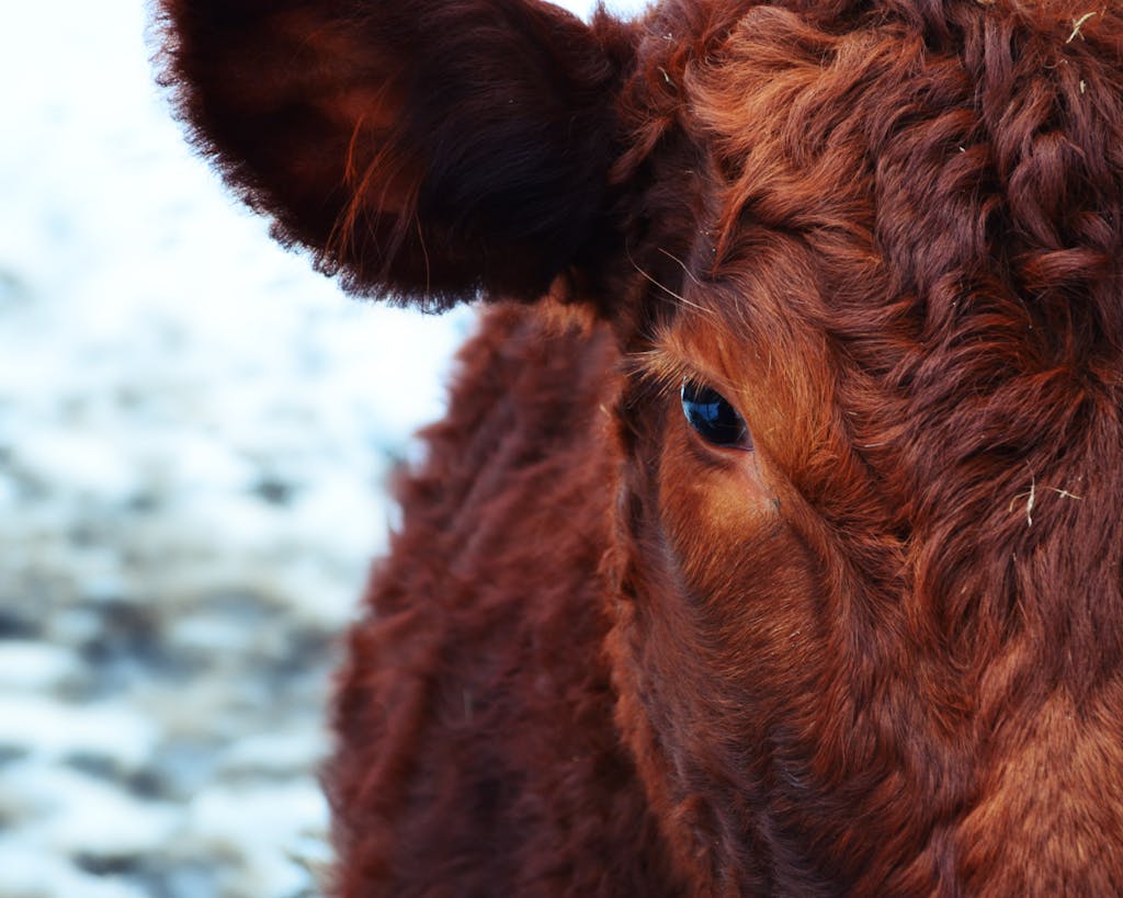 Cattle Market Update: Alberta feeder cattle prices mostly down, no Sask. feeder cattle prices available