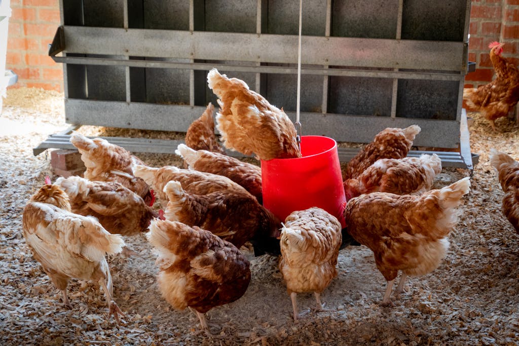 Avian Flu: CFIA detects AI in two provinces, one positive case found in a wild bird in Saskatchewan