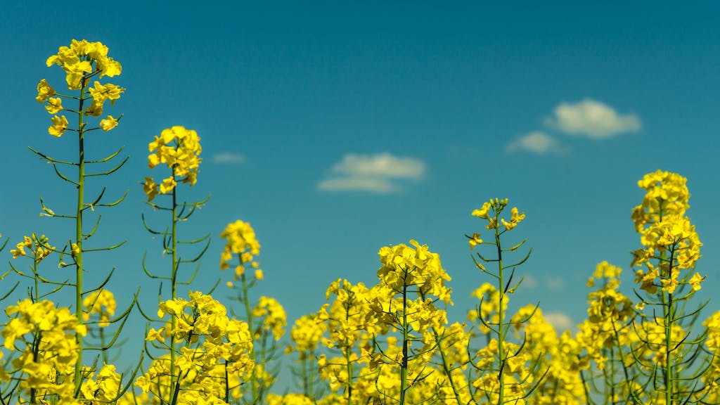 AAFC improves outlook for canola